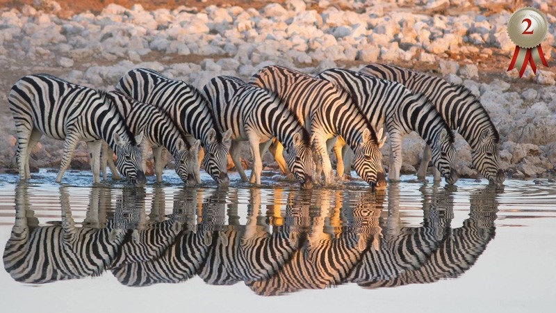 Zebra reflection - Braeme Holland
