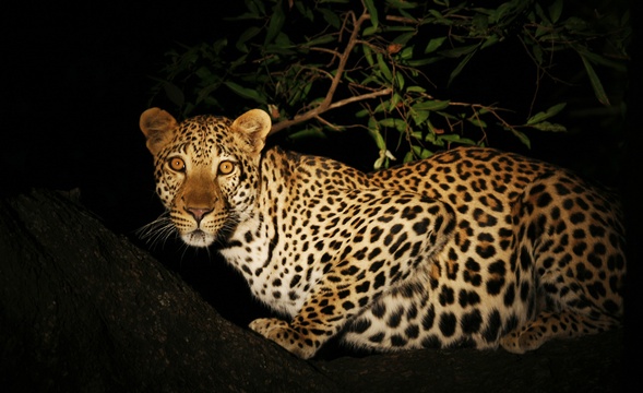 Kruger National Park - top safari parks in Africa