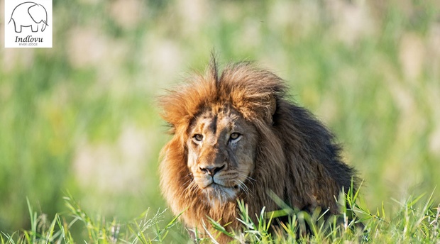 wildlife photography safari Kruger Park